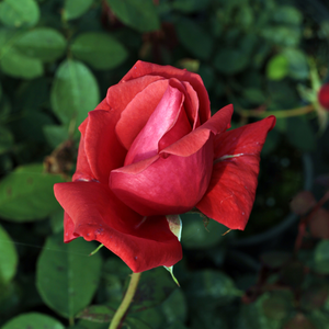 Rosa  Duftwolke® - pomarańczowy - róże rabatowe grandiflora - floribunda
